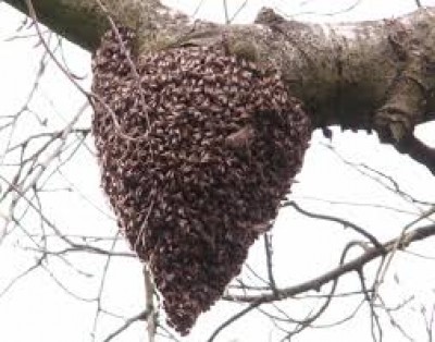 Un bel essaim en attente d'une mise en ruche