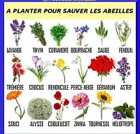 A planter pour les abeilles et autres pollinisateurs.